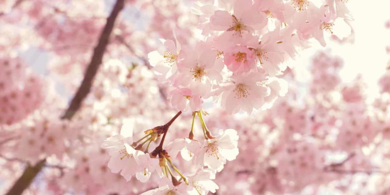 Your Guide to Cherry Blossoms in the Hudson Valley