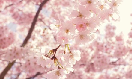 Your Guide to Cherry Blossoms in the Hudson Valley