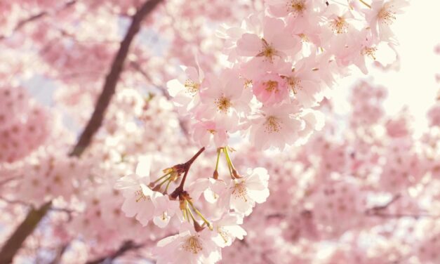 Your Guide to Cherry Blossoms in the Hudson Valley
