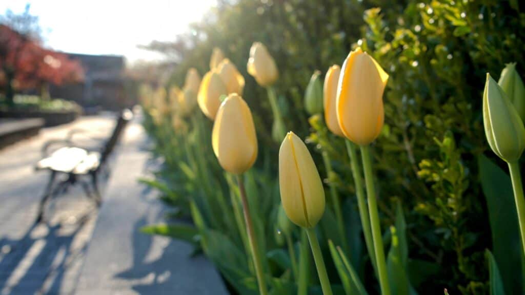 yellow tulips at the Orange County Arboretum