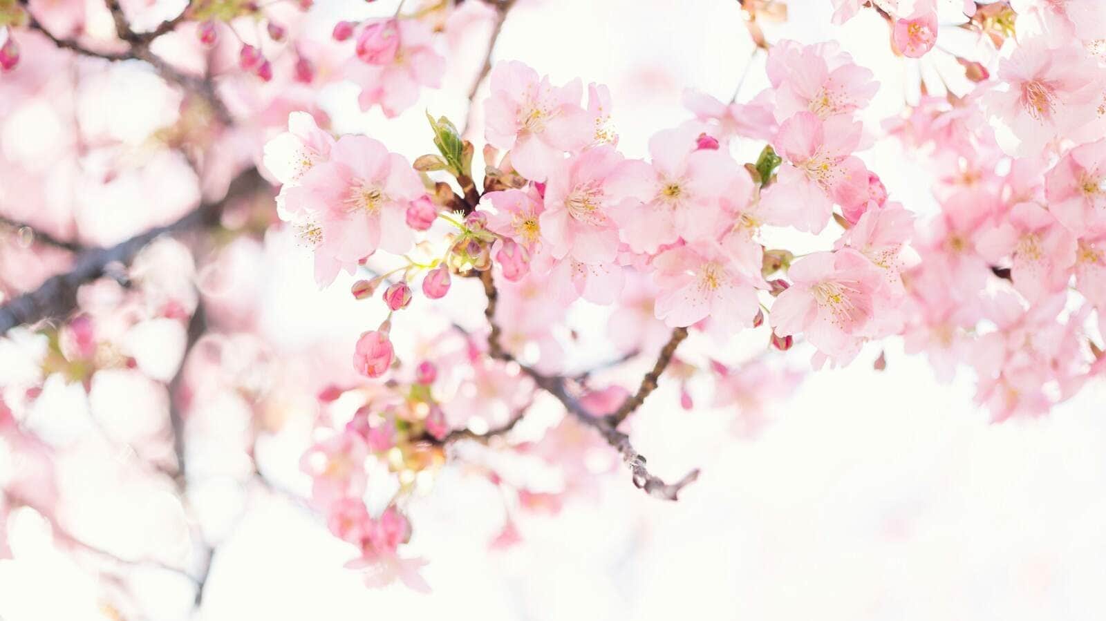 pink cherry blossom flower