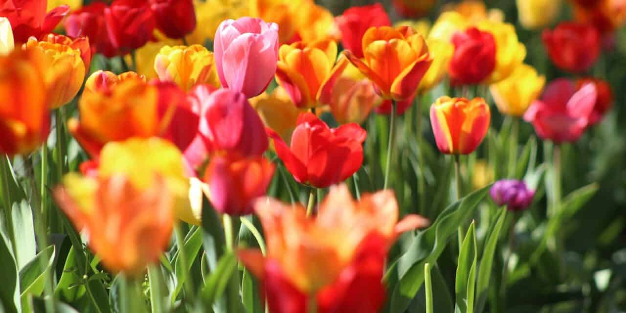 All About the Mohonk Tulip Festival 2025