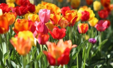 All About the Mohonk Tulip Festival 2025