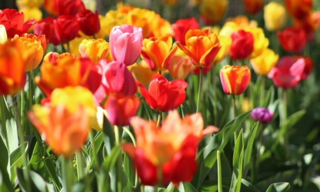 All About the Mohonk Tulip Festival 2025