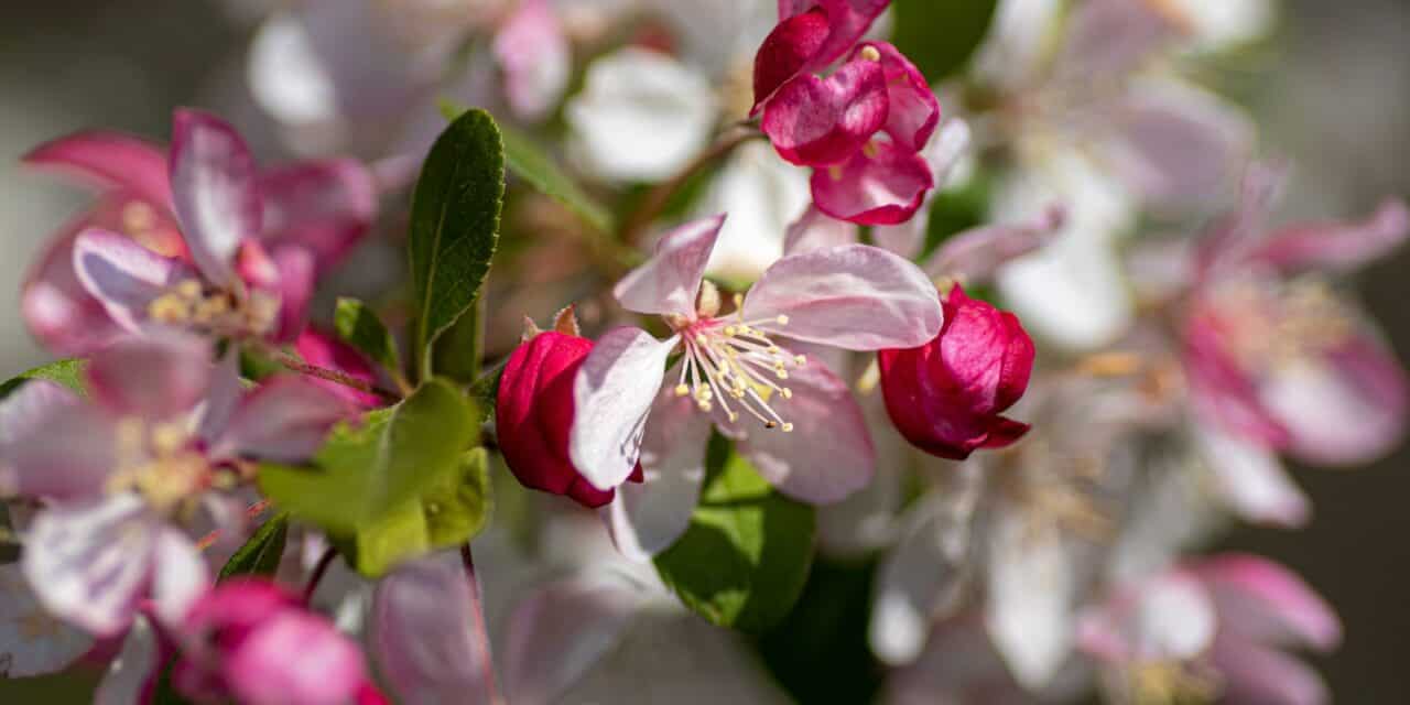 2025 Annual Blossom Celebration at Angry Orchard