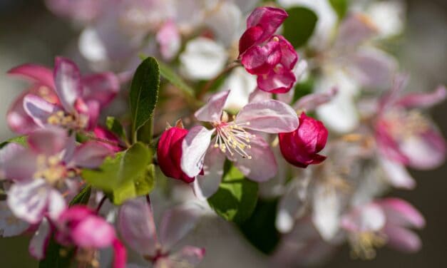 2025 Annual Blossom Celebration at Angry Orchard